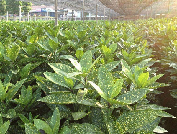 花叶青木可以扦插吗？存活率高么？