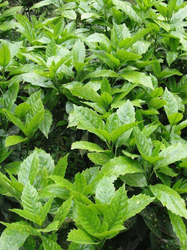 花叶青木什么时间移栽比较好？