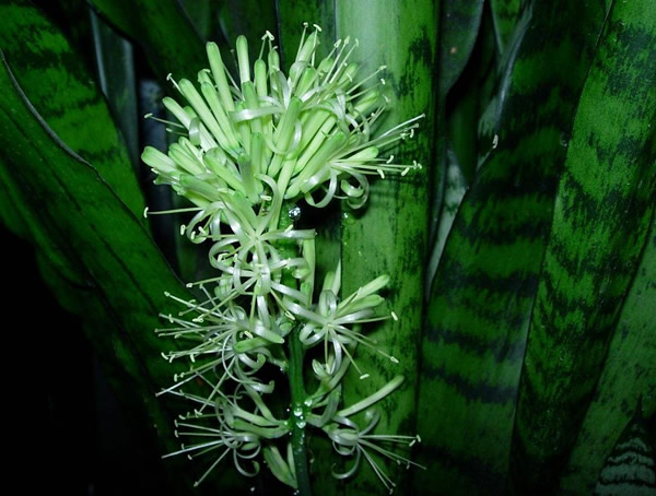 盆景虎皮掌花怎么养？