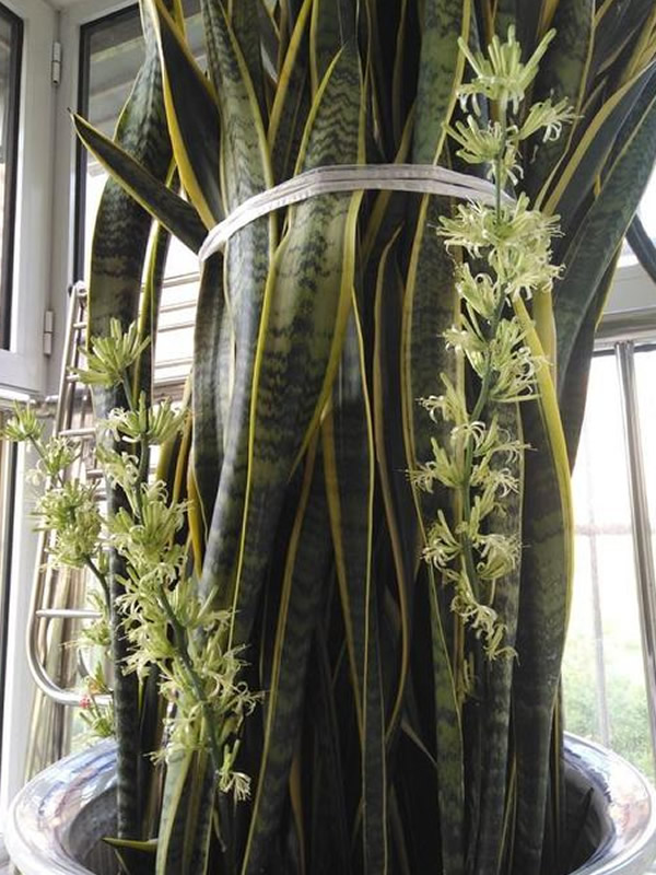 虎皮掌扦插方法和注意事项有哪些？