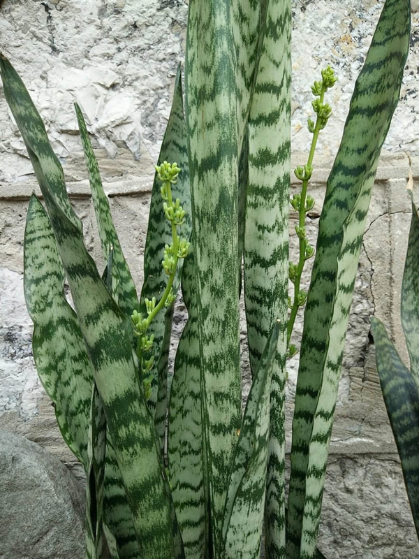 虎皮掌如何移植存活率更高？