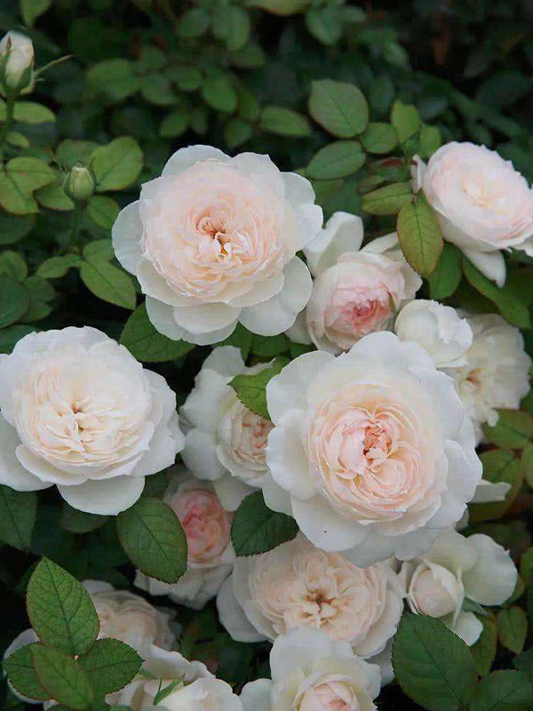 波莱罗月季是藤本植物吗？有哪些特点？