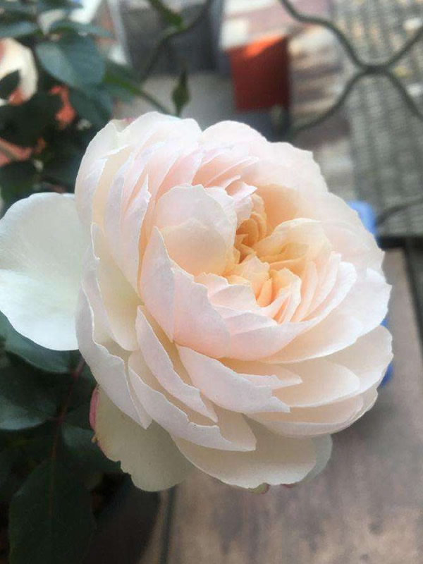 波莱罗月季好养吗？