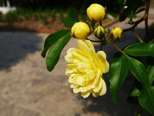 2020年重瓣黄木香为什么那么贵？