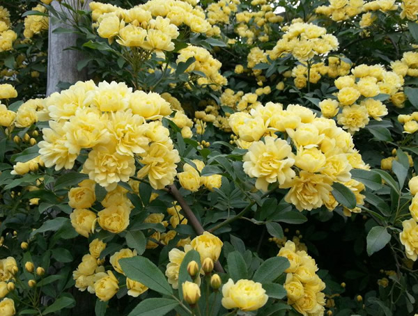 重瓣黄木香为什么扦插难存活？