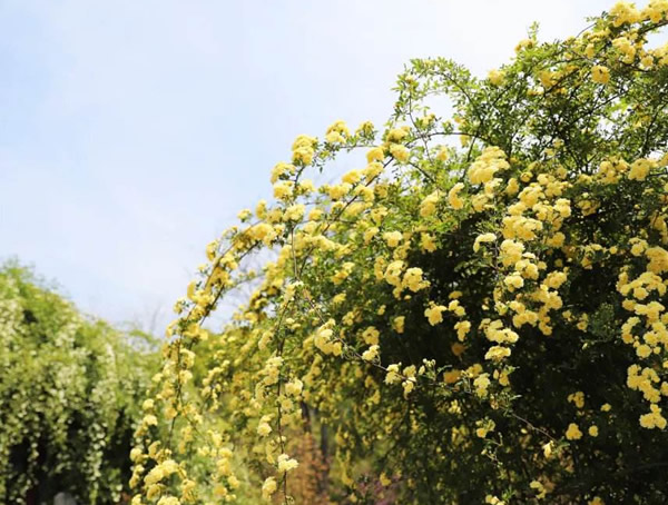 重瓣黄木香生长速度有多快？