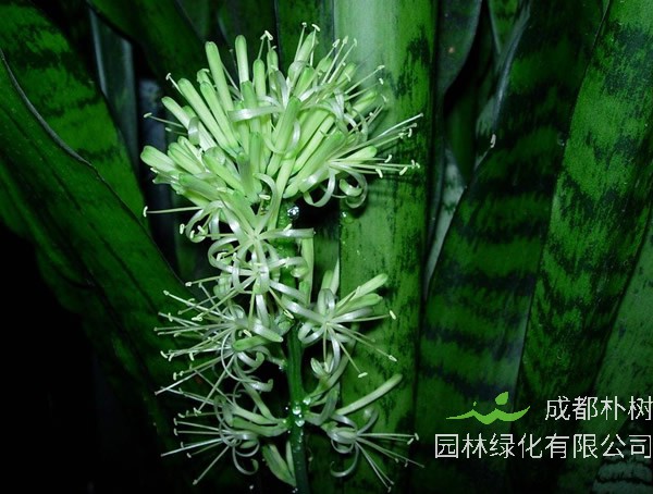 盆景虎皮掌花怎么养？