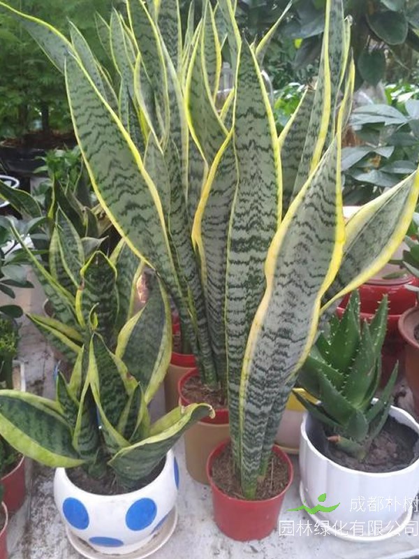 盆栽虎皮掌花能在卧室养吗？