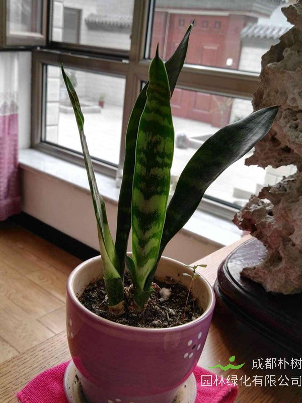 虎皮掌开花代表什么？有哪些寓意？