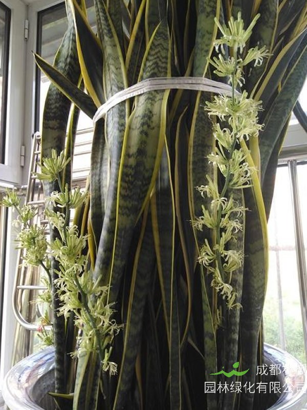 虎皮掌扦插方法和注意事项有哪些？