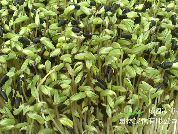 黑豆的功效与作用禁忌分别有哪些？