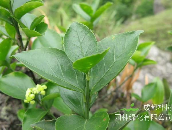 卫矛树扦插繁殖方式是怎么实现的？