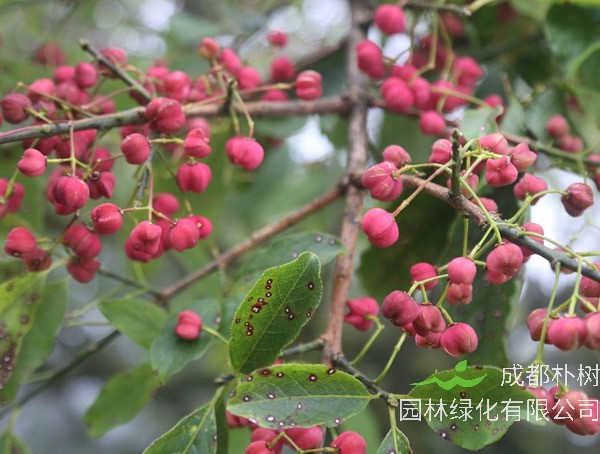 卫矛树如何修剪才比较好看？