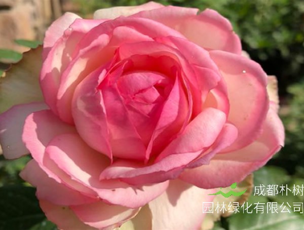 乐天派月季优缺点有哪些？