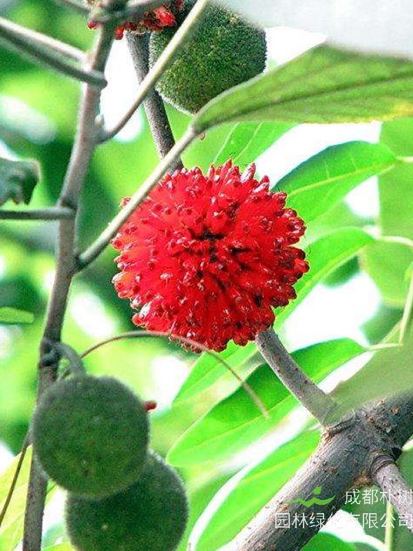 苟树花蕾的功效有哪些？