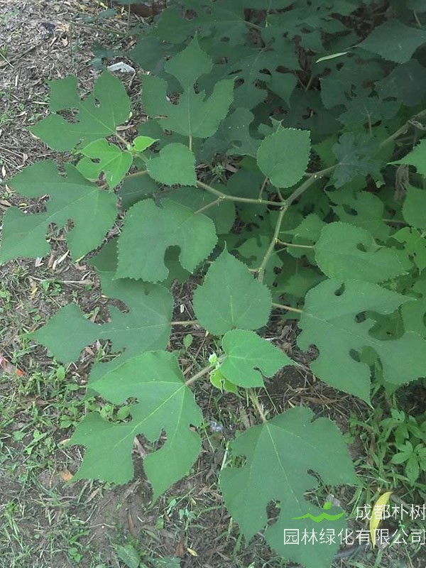 苟树的果实的功效拥有哪些？