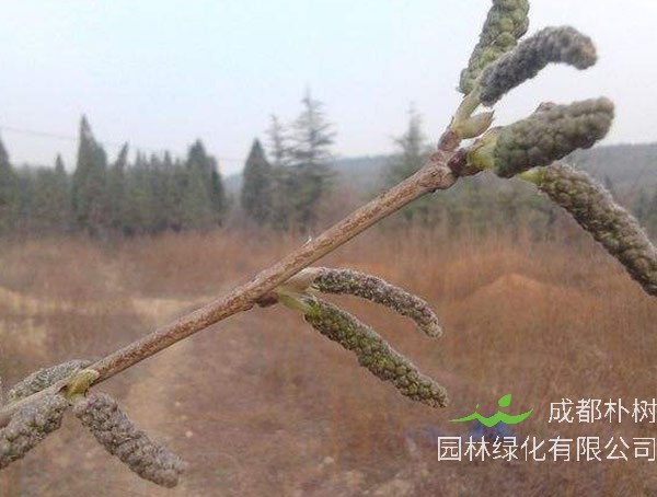 苟树叶的功效与作用有哪些？能够吃吗？