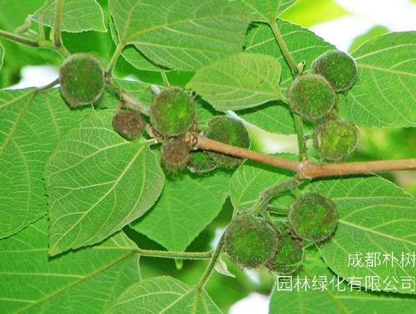 苟树是什么树？哪儿有野生的？