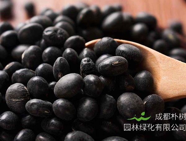 黑豆怎么吃最好？黑豆食用方法介绍