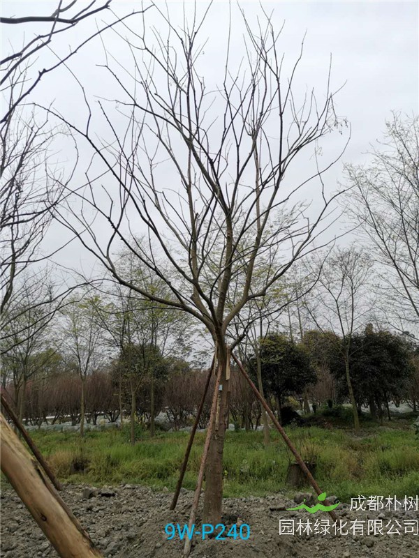 资阳市朴树苗圃栽植基地【直销更多规格】20公分朴树树干笔直