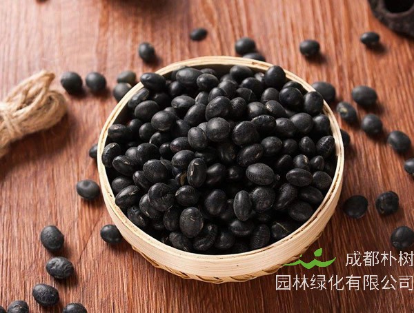 黑豆芽种植时间和方法介绍