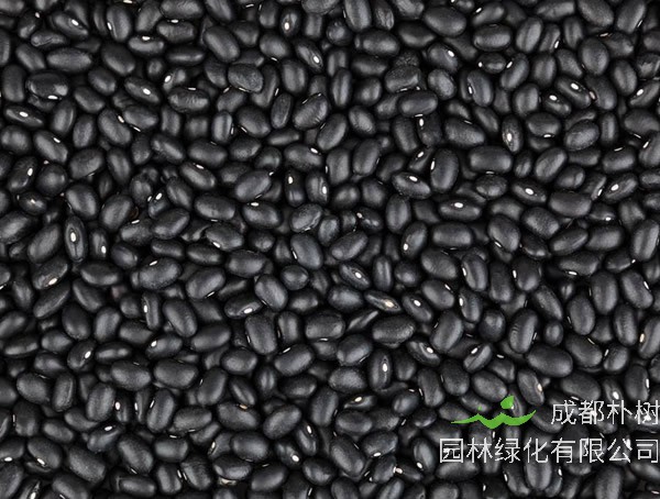 南方黑豆种植方法及种植时间分别是什么？