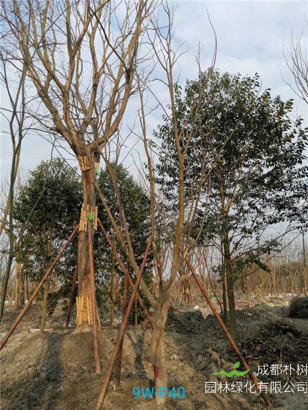 资阳市朴树苗圃栽植基地【直销更多规格】20公分朴树树干笔直