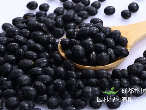 黑豆黄心好还是绿心好？有哪些区别？
