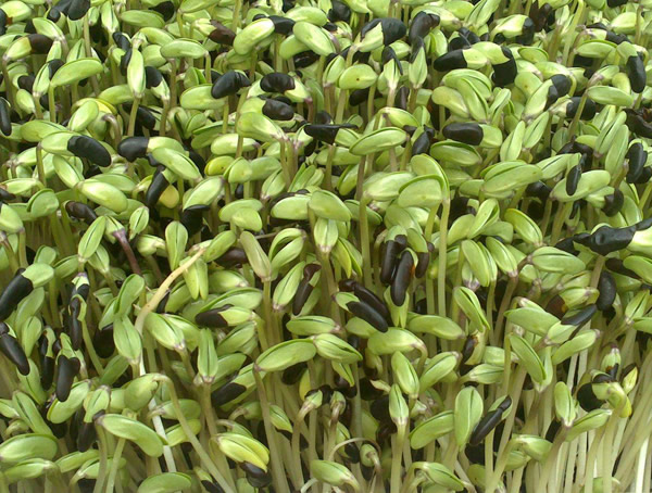 黑豆的功效与作用禁忌分别有哪些？