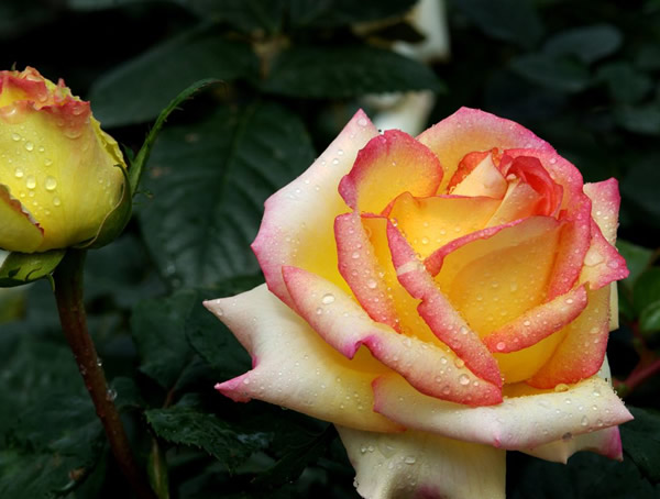 阿班斯月季的优缺点有哪些？