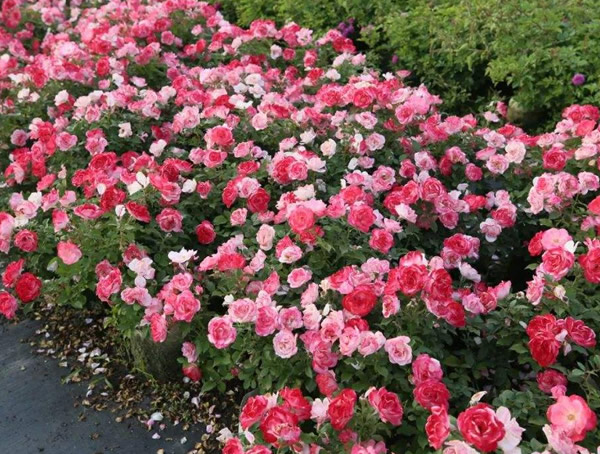 藤本樱霞月季的优缺点有哪些？