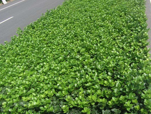 卫矛球和冬青球的区别有哪些？