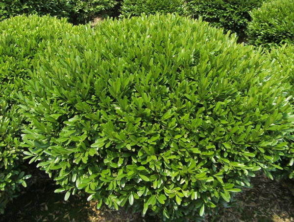 卫矛为什么黄叶？怎么处理？