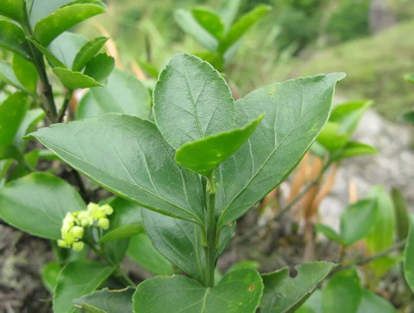 卫矛树扦插繁殖方式是怎么实现的？