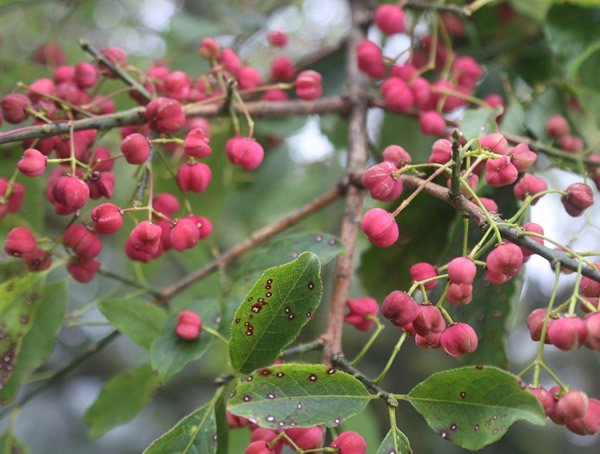 卫矛树如何修剪才比较好看？