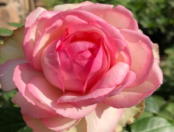 乐天派月季优缺点有哪些？