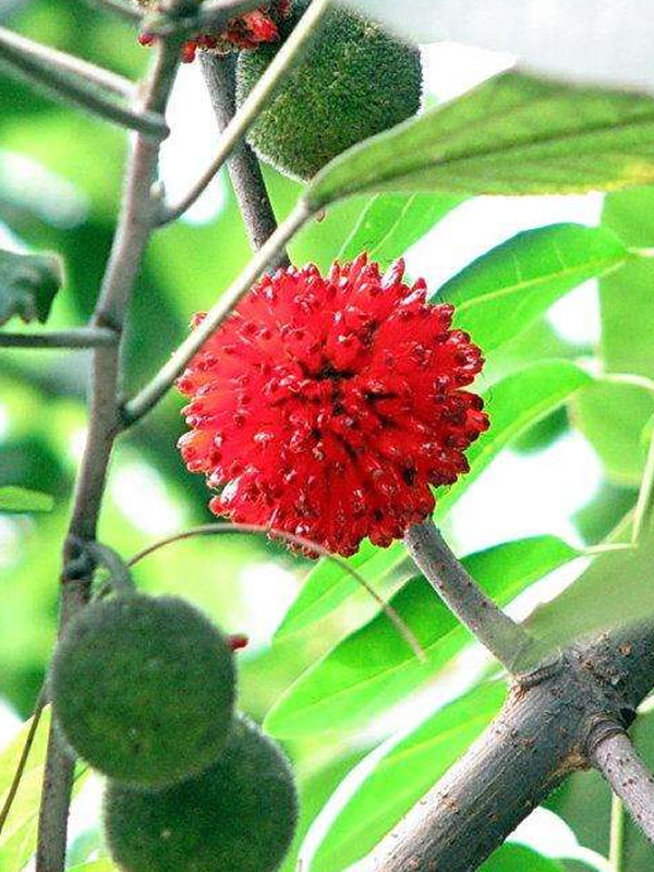 苟树花蕾的功效有哪些？