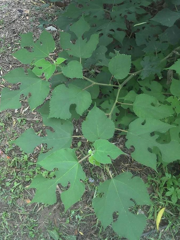 苟树的果实的功效拥有哪些？