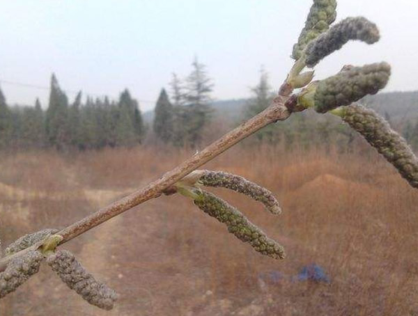 苟树叶的功效与作用有哪些？能够吃吗？