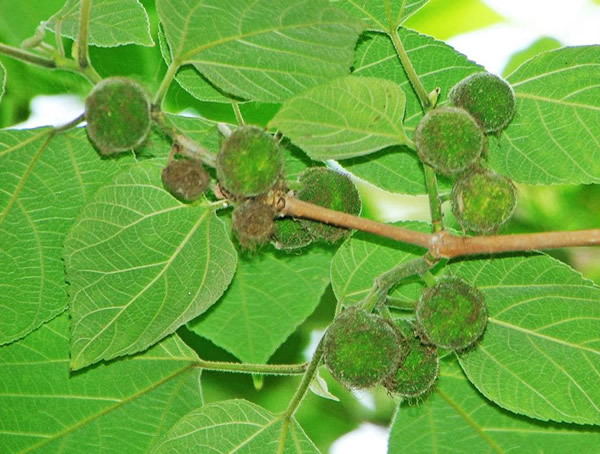 苟树是什么树？哪儿有野生的？