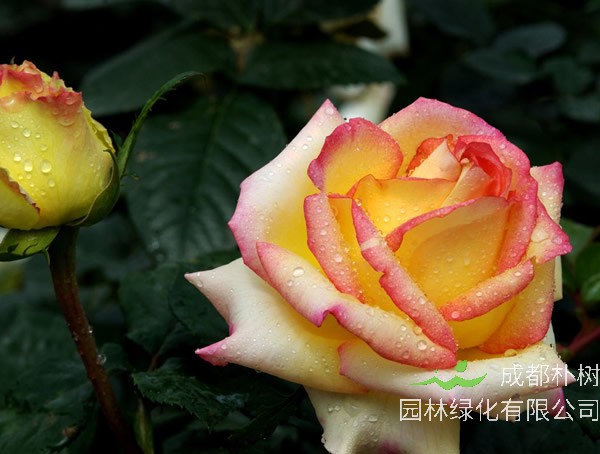 阿班斯月季的优缺点有哪些？