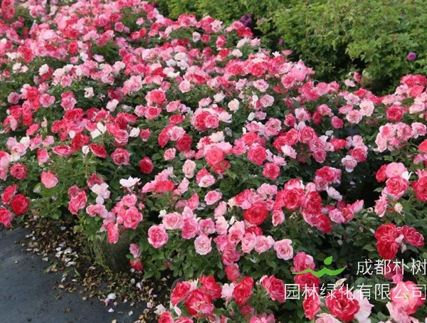 藤本樱霞月季的优缺点有哪些？