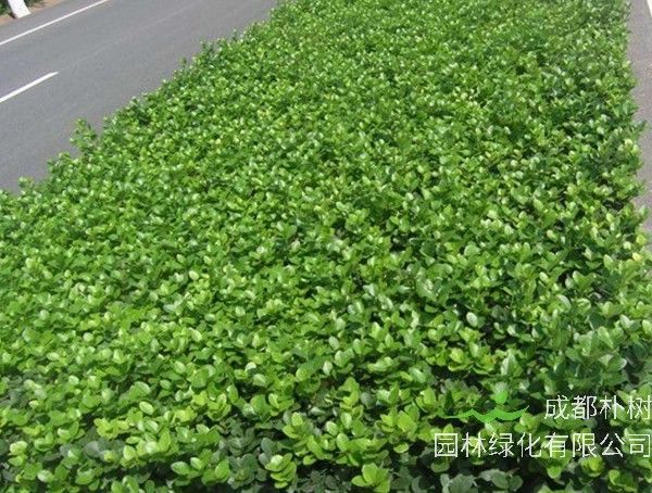 卫矛球和冬青球的区别有哪些？