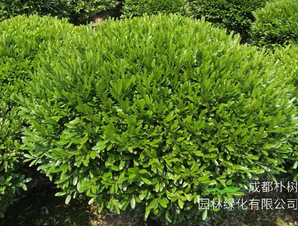 卫矛为什么黄叶？怎么处理？