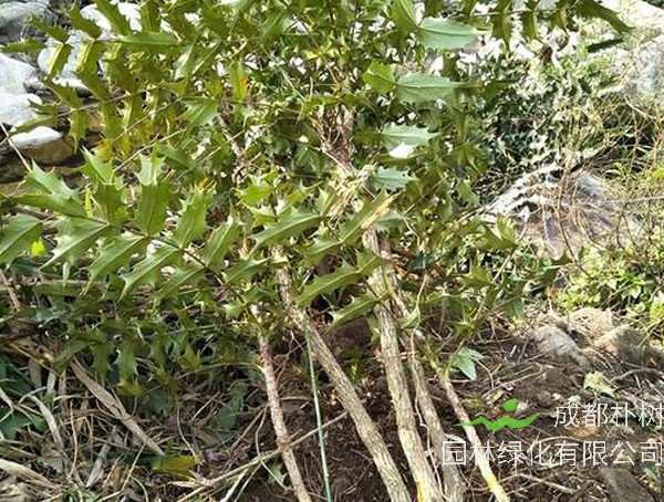 木黄连的功效与副作用有哪些？