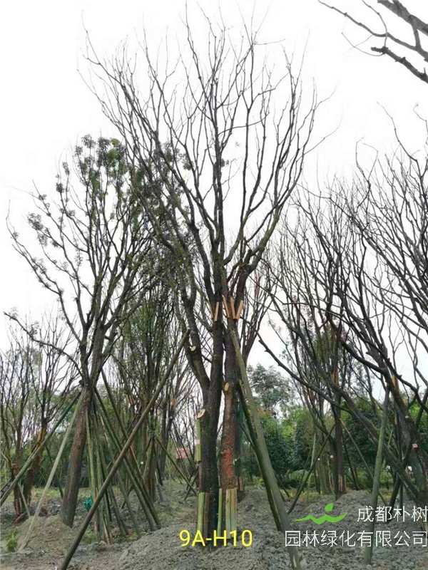 黄连木41-50公分最新价格形势