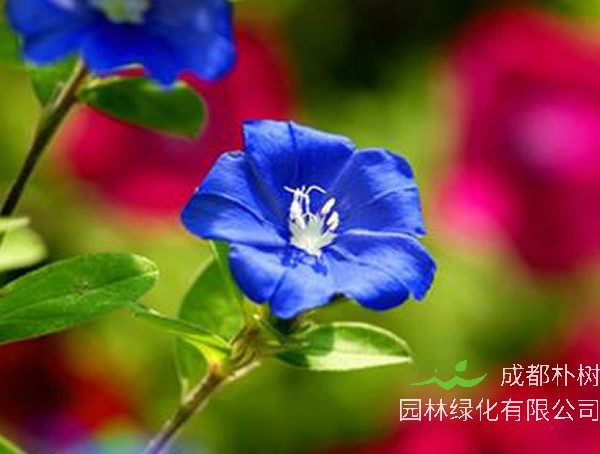 蓝色的花有哪些？名字叫什么？