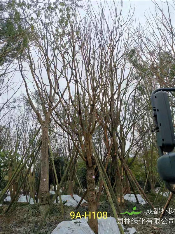 2020年19公分-25公分的黄连木-价格-趋势是怎么样的？