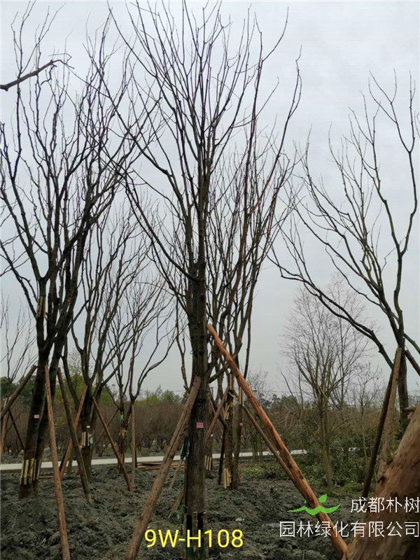 2020年19公分-25公分的黄连木-价格-趋势是怎么样的？