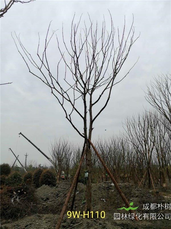 2020年19公分-25公分的黄连木-价格-趋势是怎么样的？